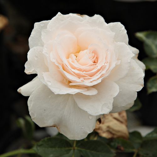 E-commerce, vendita, rose, in, vaso rose floribunde - bianco - Rosa Sweet Blondie™ - rosa non profumata - Martin Vissers - ,-